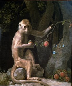 Retrato de um macaco datado de 1774